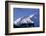 Caribou Grazing Near Wonder Lake Below Mt. Mckinley-null-Framed Photographic Print