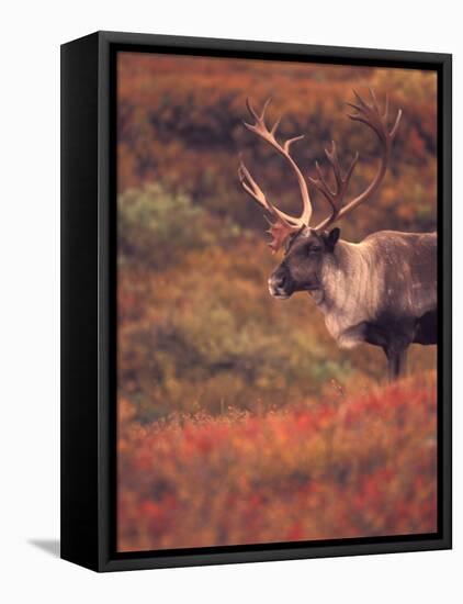 Caribou in Autumn Tundra of Denali National Park, Alaska, USA-Stuart Westmoreland-Framed Premier Image Canvas