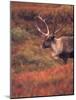 Caribou in Autumn Tundra of Denali National Park, Alaska, USA-Stuart Westmoreland-Mounted Photographic Print