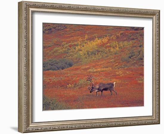 Caribou in Autumn Tundra of Denali National Park, Alaska, USA-Stuart Westmoreland-Framed Photographic Print