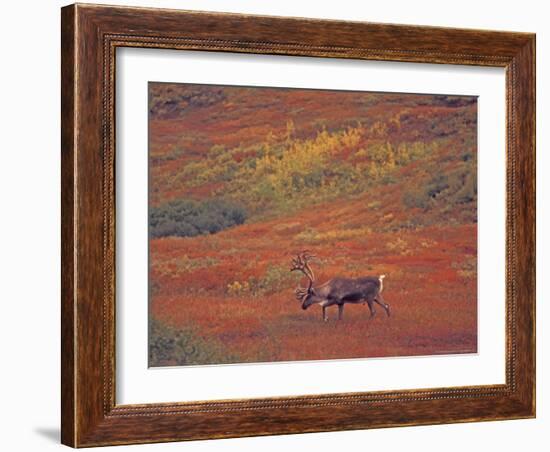 Caribou in Autumn Tundra of Denali National Park, Alaska, USA-Stuart Westmoreland-Framed Photographic Print