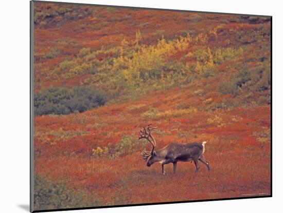 Caribou in Autumn Tundra of Denali National Park, Alaska, USA-Stuart Westmoreland-Mounted Photographic Print