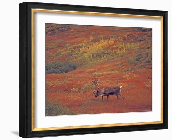 Caribou in Autumn Tundra of Denali National Park, Alaska, USA-Stuart Westmoreland-Framed Photographic Print