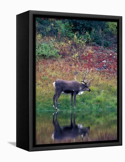 Caribou in Denali National Park, Alaska Range, Alaska, USA-Art Wolfe-Framed Premier Image Canvas