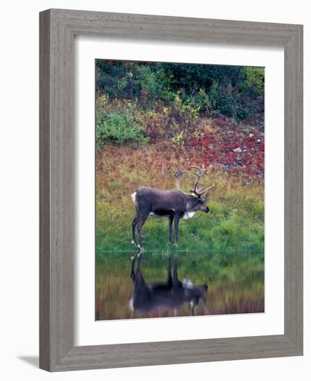 Caribou in Denali National Park, Alaska Range, Alaska, USA-Art Wolfe-Framed Photographic Print