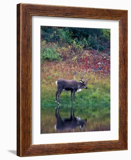 Caribou in Denali National Park, Alaska Range, Alaska, USA-Art Wolfe-Framed Photographic Print