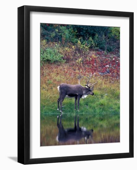 Caribou in Denali National Park, Alaska Range, Alaska, USA-Art Wolfe-Framed Photographic Print