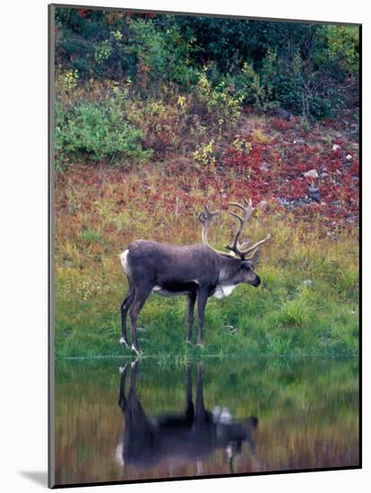 Caribou in Denali National Park, Alaska Range, Alaska, USA-Art Wolfe-Mounted Photographic Print