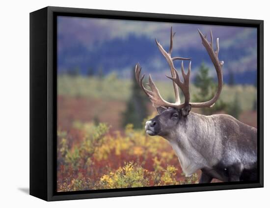 Caribou in Fall Tundra, Denali National Park, Alaska, USA-Howie Garber-Framed Premier Image Canvas