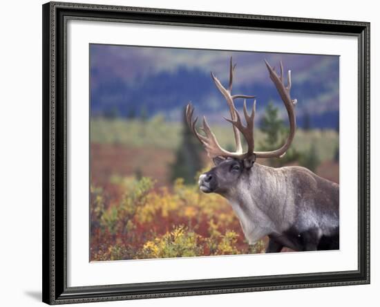 Caribou in Fall Tundra, Denali National Park, Alaska, USA-Howie Garber-Framed Photographic Print