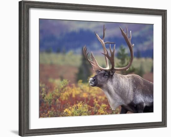 Caribou in Fall Tundra, Denali National Park, Alaska, USA-Howie Garber-Framed Photographic Print