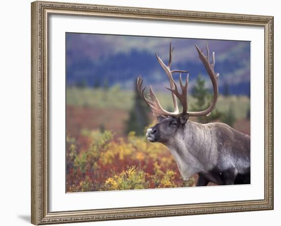 Caribou in Fall Tundra, Denali National Park, Alaska, USA-Howie Garber-Framed Photographic Print