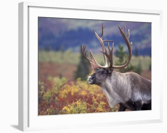 Caribou in Fall Tundra, Denali National Park, Alaska, USA-Howie Garber-Framed Photographic Print