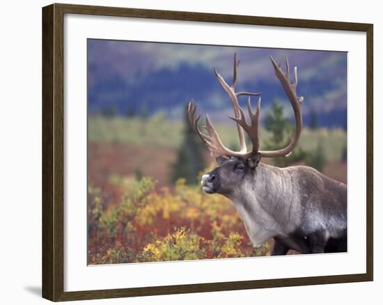 Caribou in Fall Tundra, Denali National Park, Alaska, USA-Howie Garber-Framed Photographic Print