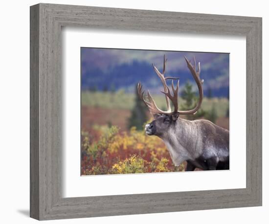 Caribou in Fall Tundra, Denali National Park, Alaska, USA-Howie Garber-Framed Photographic Print