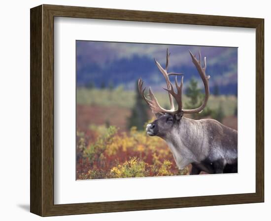 Caribou in Fall Tundra, Denali National Park, Alaska, USA-Howie Garber-Framed Photographic Print