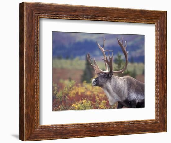 Caribou in Fall Tundra, Denali National Park, Alaska, USA-Howie Garber-Framed Photographic Print