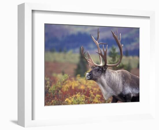 Caribou in Fall Tundra, Denali National Park, Alaska, USA-Howie Garber-Framed Photographic Print