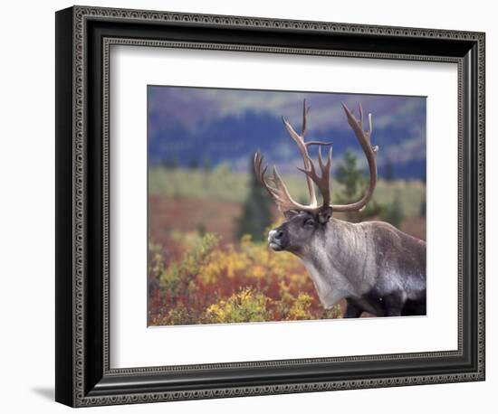 Caribou in Fall Tundra, Denali National Park, Alaska, USA-Howie Garber-Framed Photographic Print