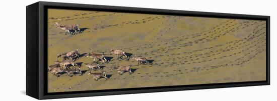Caribou leaving tracks in mud, Alaska, USA-Art Wolfe-Framed Premier Image Canvas