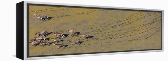 Caribou leaving tracks in mud, Alaska, USA-Art Wolfe-Framed Premier Image Canvas
