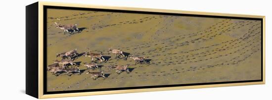 Caribou leaving tracks in mud, Alaska, USA-Art Wolfe-Framed Premier Image Canvas