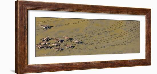Caribou leaving tracks in mud, Alaska, USA-Art Wolfe-Framed Photographic Print
