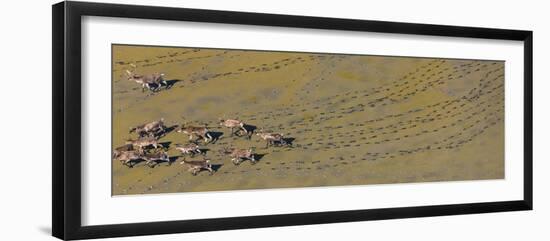 Caribou leaving tracks in mud, Alaska, USA-Art Wolfe-Framed Photographic Print