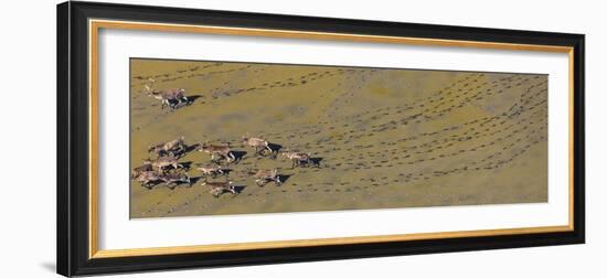 Caribou leaving tracks in mud, Alaska, USA-Art Wolfe-Framed Photographic Print