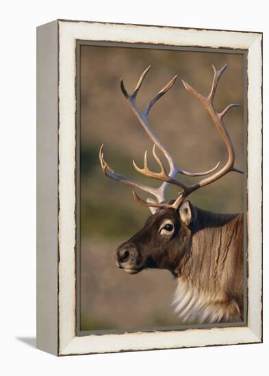 Caribou Looking into Sunset-null-Framed Premier Image Canvas