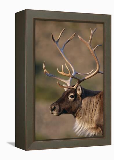 Caribou Looking into Sunset-null-Framed Premier Image Canvas