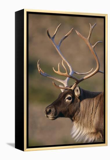 Caribou Looking into Sunset-null-Framed Premier Image Canvas