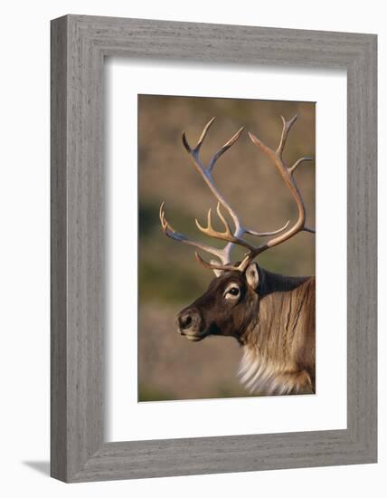 Caribou Looking into Sunset-null-Framed Photographic Print