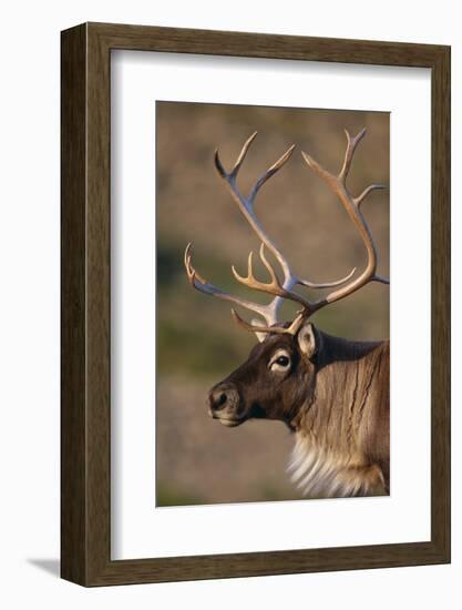 Caribou Looking into Sunset-null-Framed Photographic Print