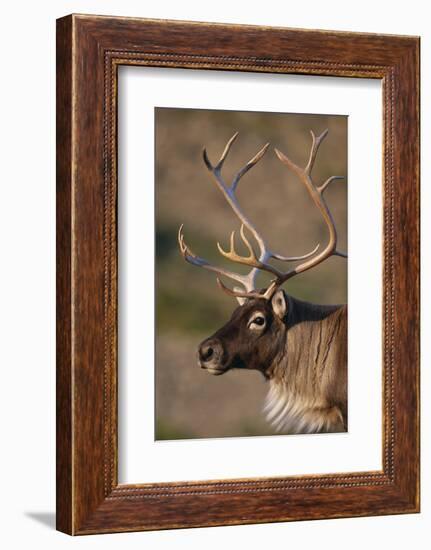 Caribou Looking into Sunset-null-Framed Photographic Print