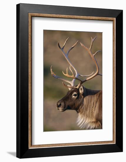 Caribou Looking into Sunset-null-Framed Photographic Print