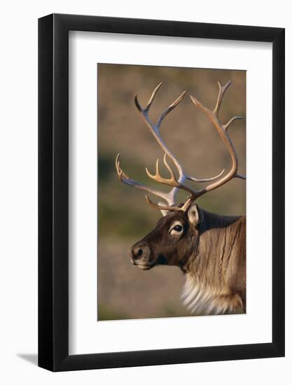 Caribou Looking into Sunset-null-Framed Photographic Print