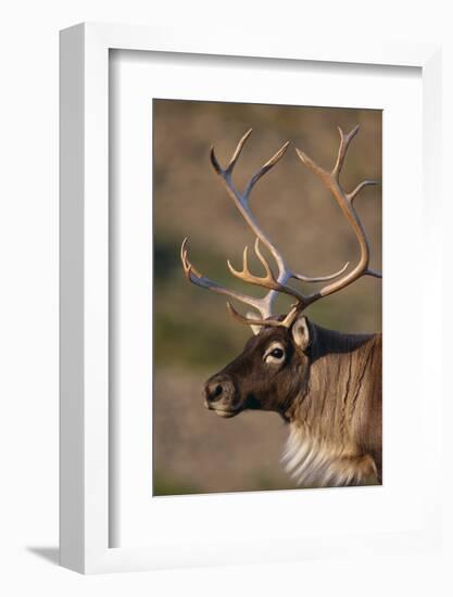 Caribou Looking into Sunset-null-Framed Photographic Print