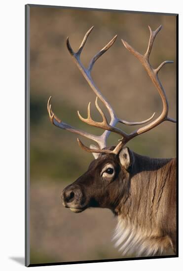 Caribou Looking into Sunset-null-Mounted Photographic Print