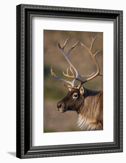 Caribou Looking into Sunset-null-Framed Photographic Print