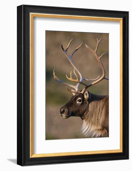 Caribou Looking into Sunset-null-Framed Photographic Print