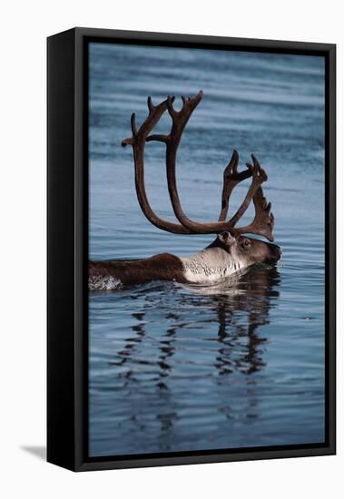 Caribou Migration-Staffan Widstrand-Framed Premier Image Canvas