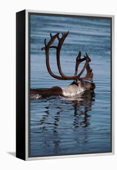 Caribou Migration-Staffan Widstrand-Framed Premier Image Canvas