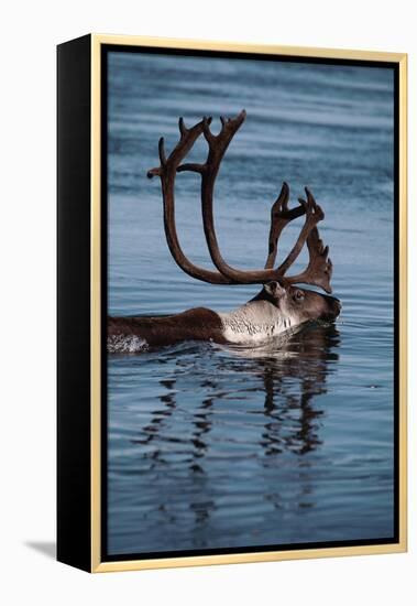 Caribou Migration-Staffan Widstrand-Framed Premier Image Canvas