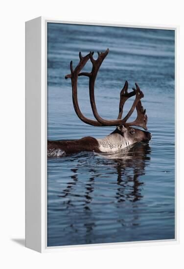 Caribou Migration-Staffan Widstrand-Framed Premier Image Canvas