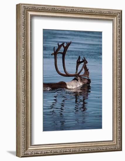 Caribou Migration-Staffan Widstrand-Framed Photographic Print