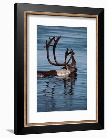 Caribou Migration-Staffan Widstrand-Framed Photographic Print