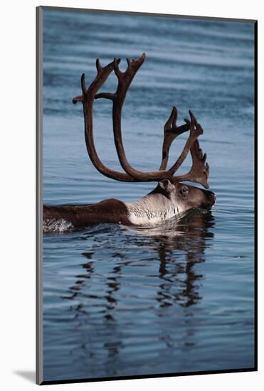 Caribou Migration-Staffan Widstrand-Mounted Photographic Print