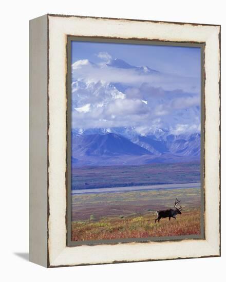 Caribou on Tundra Below Mt. McKinley-Paul Souders-Framed Premier Image Canvas