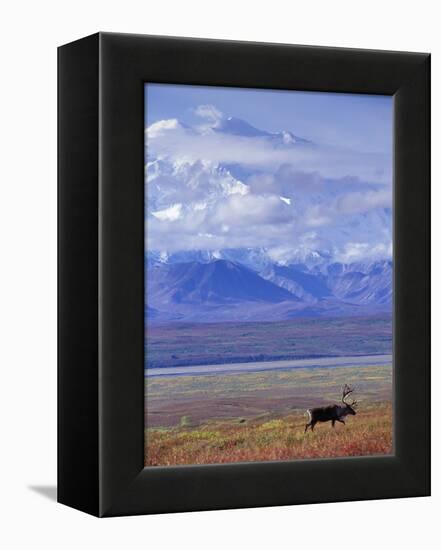 Caribou on Tundra Below Mt. McKinley-Paul Souders-Framed Premier Image Canvas